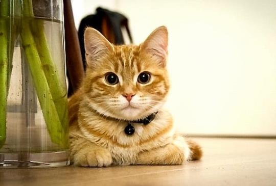 【我適合養貓嗎】養貓前的自我檢視兼快速上手懶人包